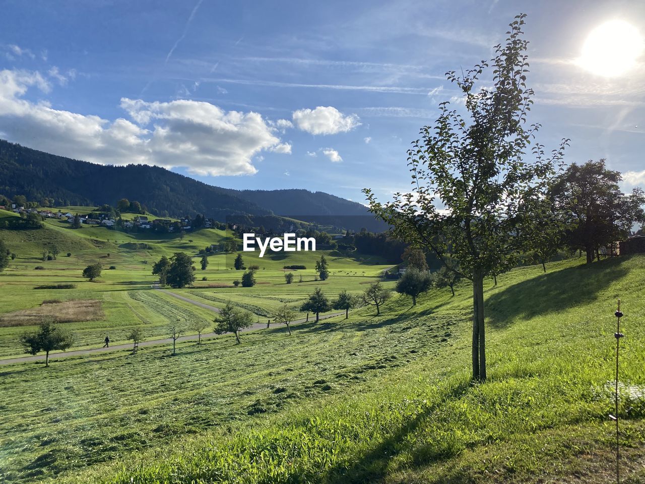 SCENIC VIEW OF TREES ON FIELD AGAINST SKY