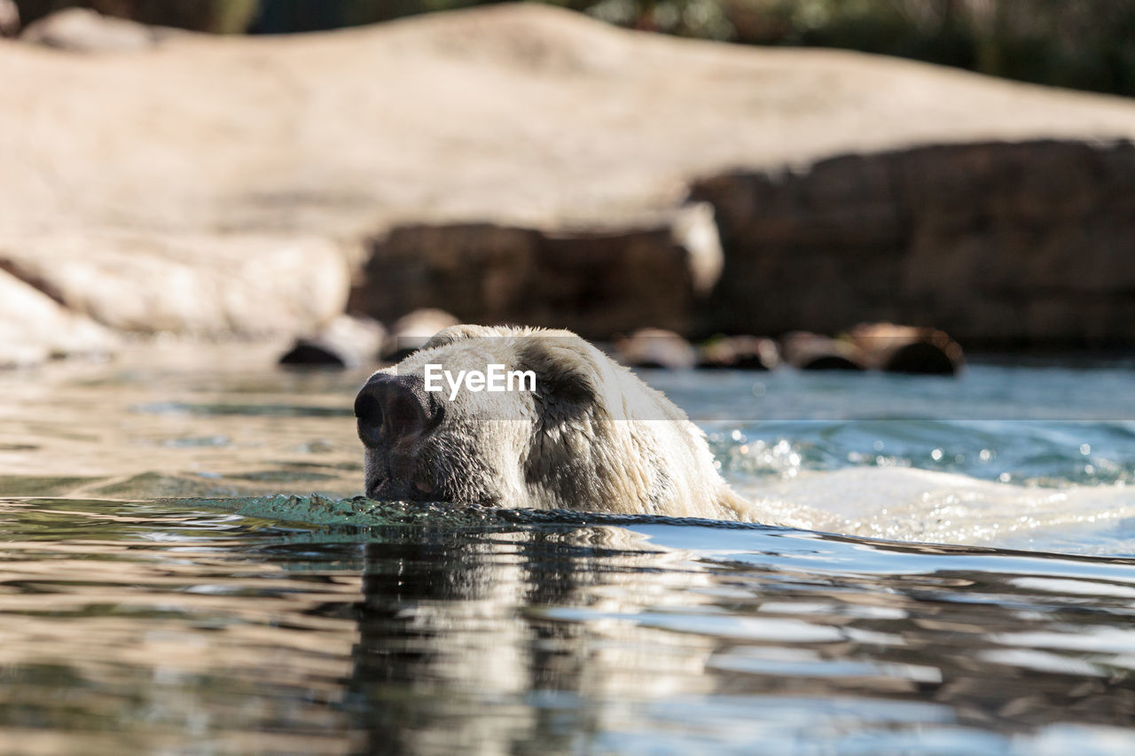 Close-up of bear swimming in sea