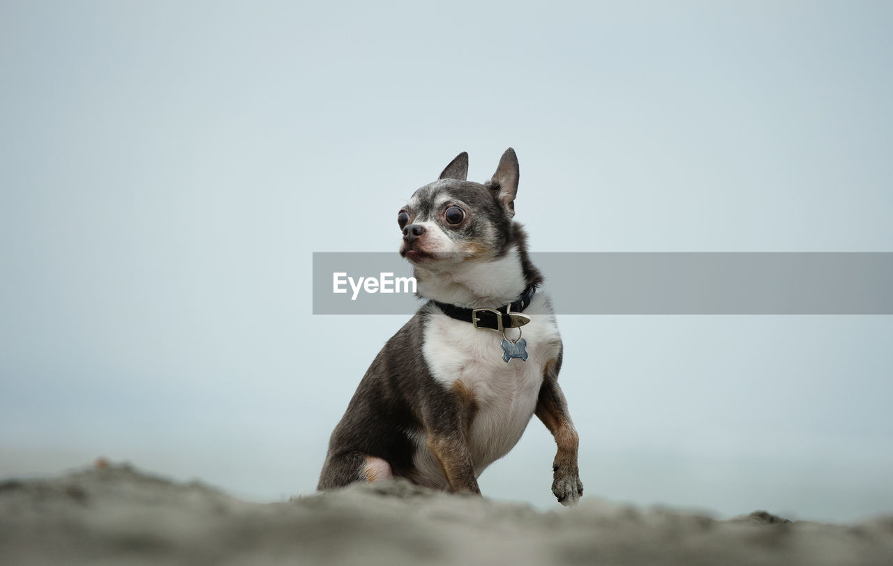 DOG ON BEACH