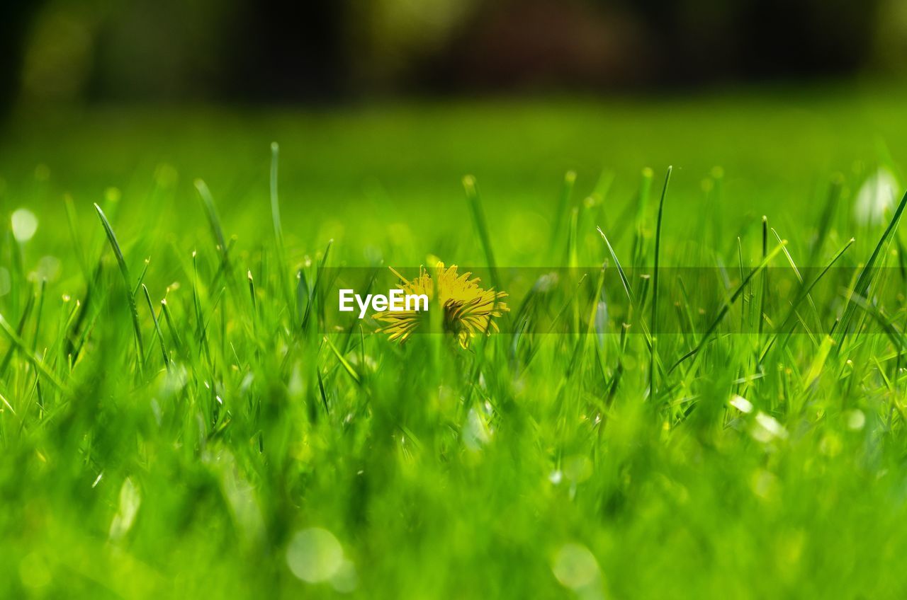 Close-up of yellow flowering plants on field