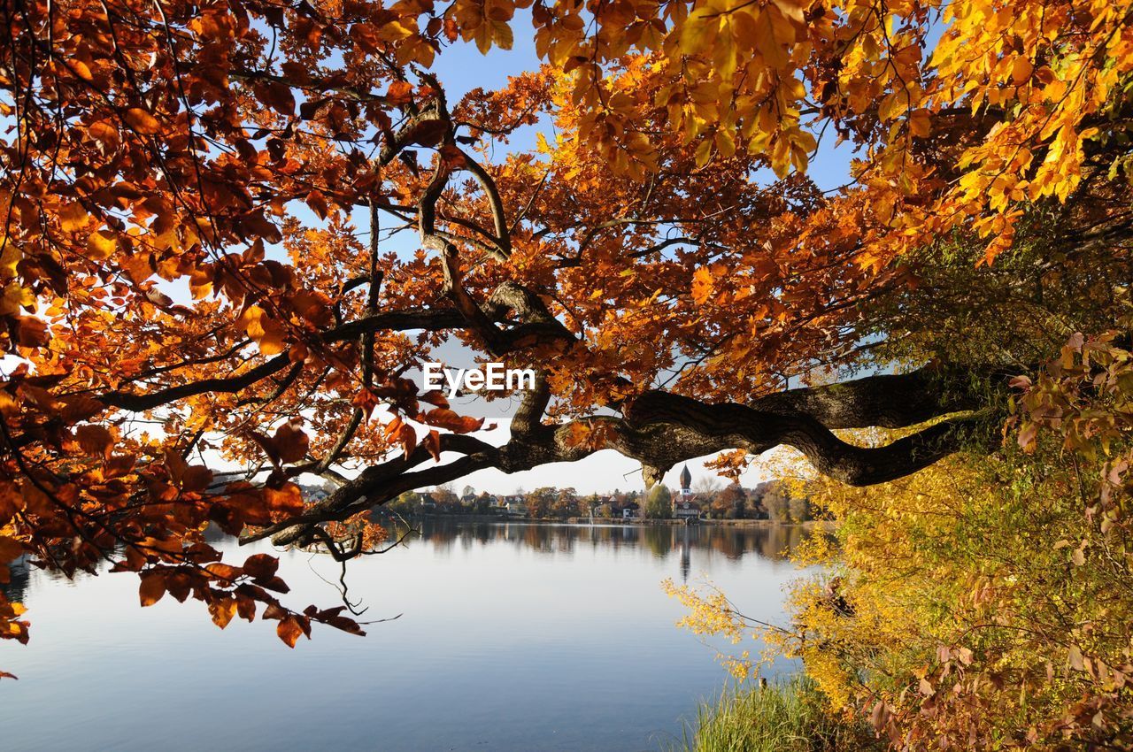 AUTUMN TREES BY LAKE