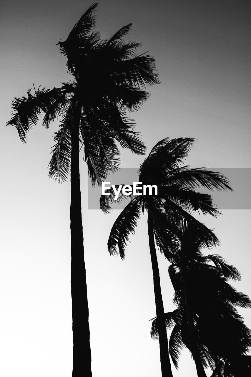 Low angle view of palm trees against sky