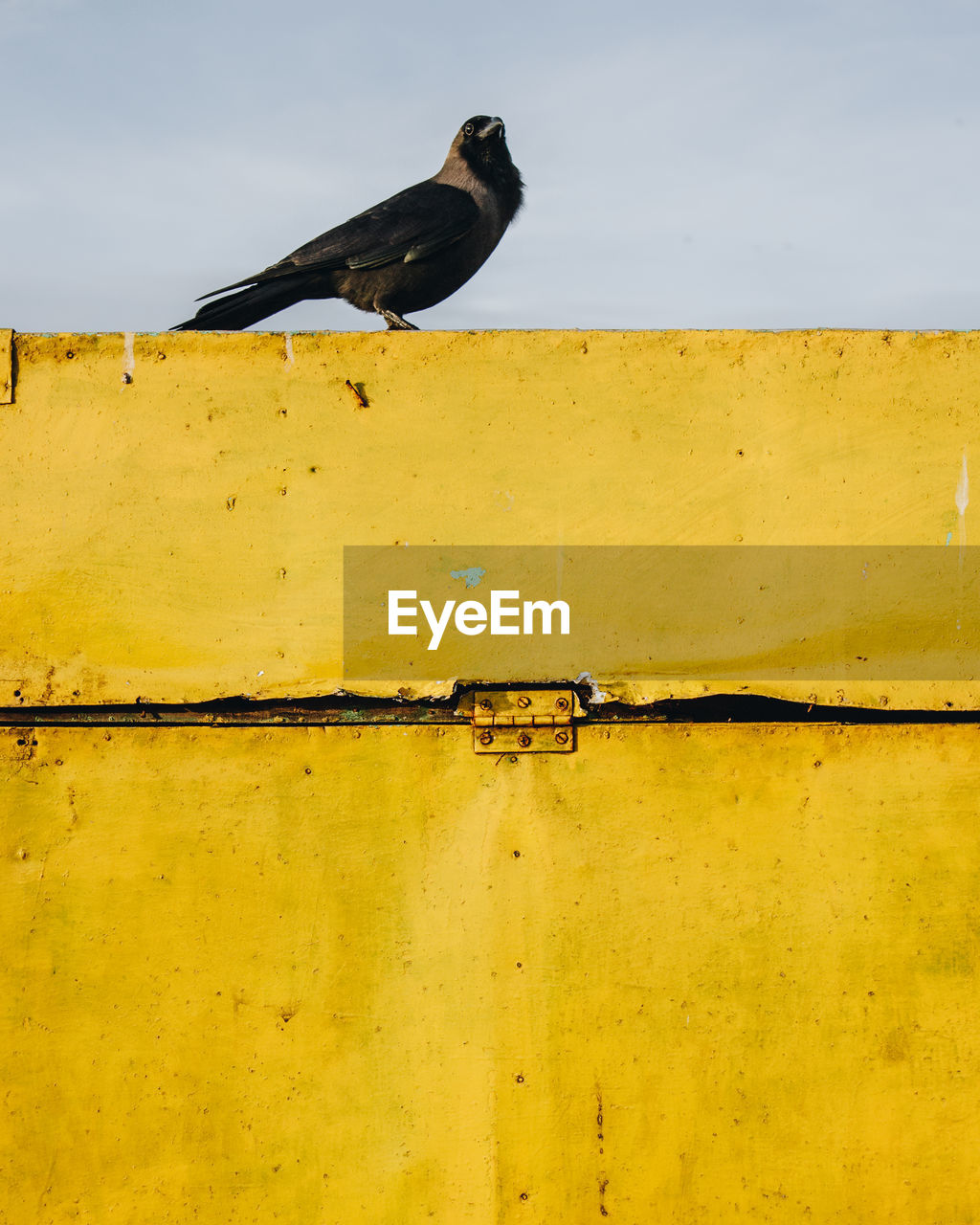 Bird perching on a wall