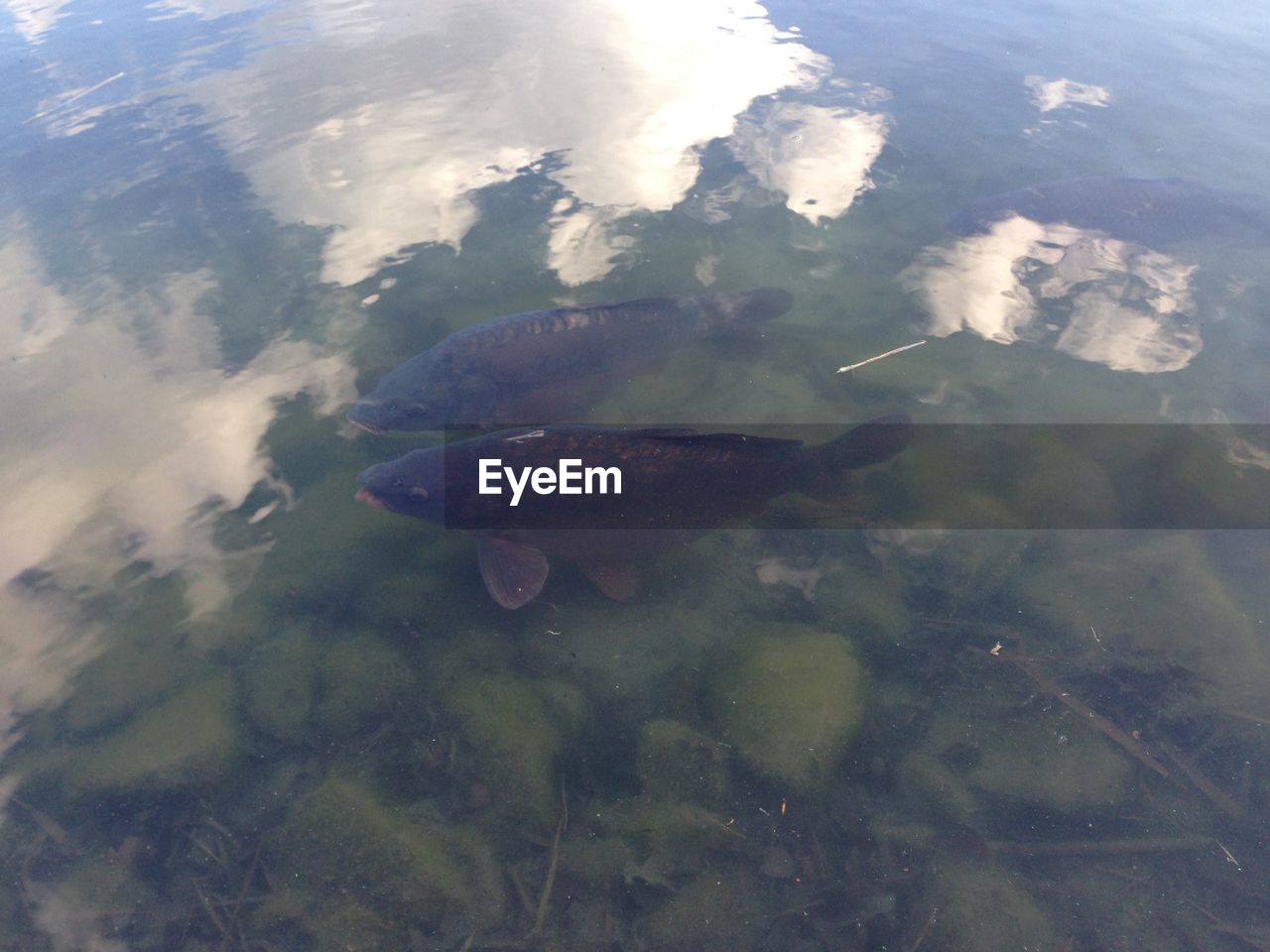 High angle view of two fish in lake