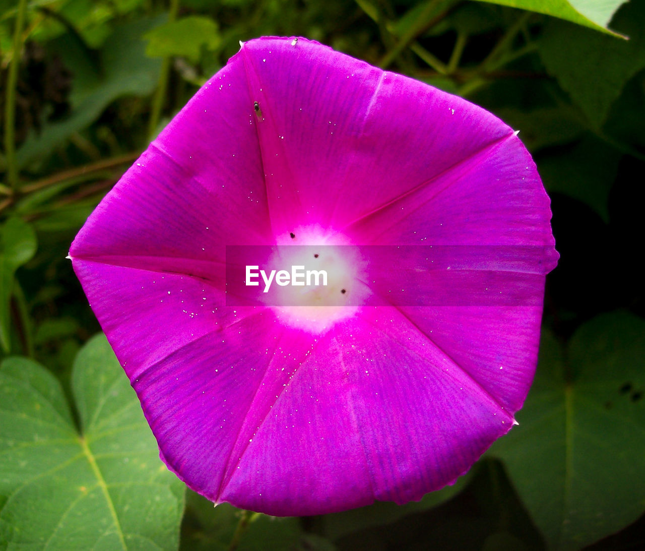 CLOSE-UP OF PINK WATER DROPS ON PURPLE FLOWER