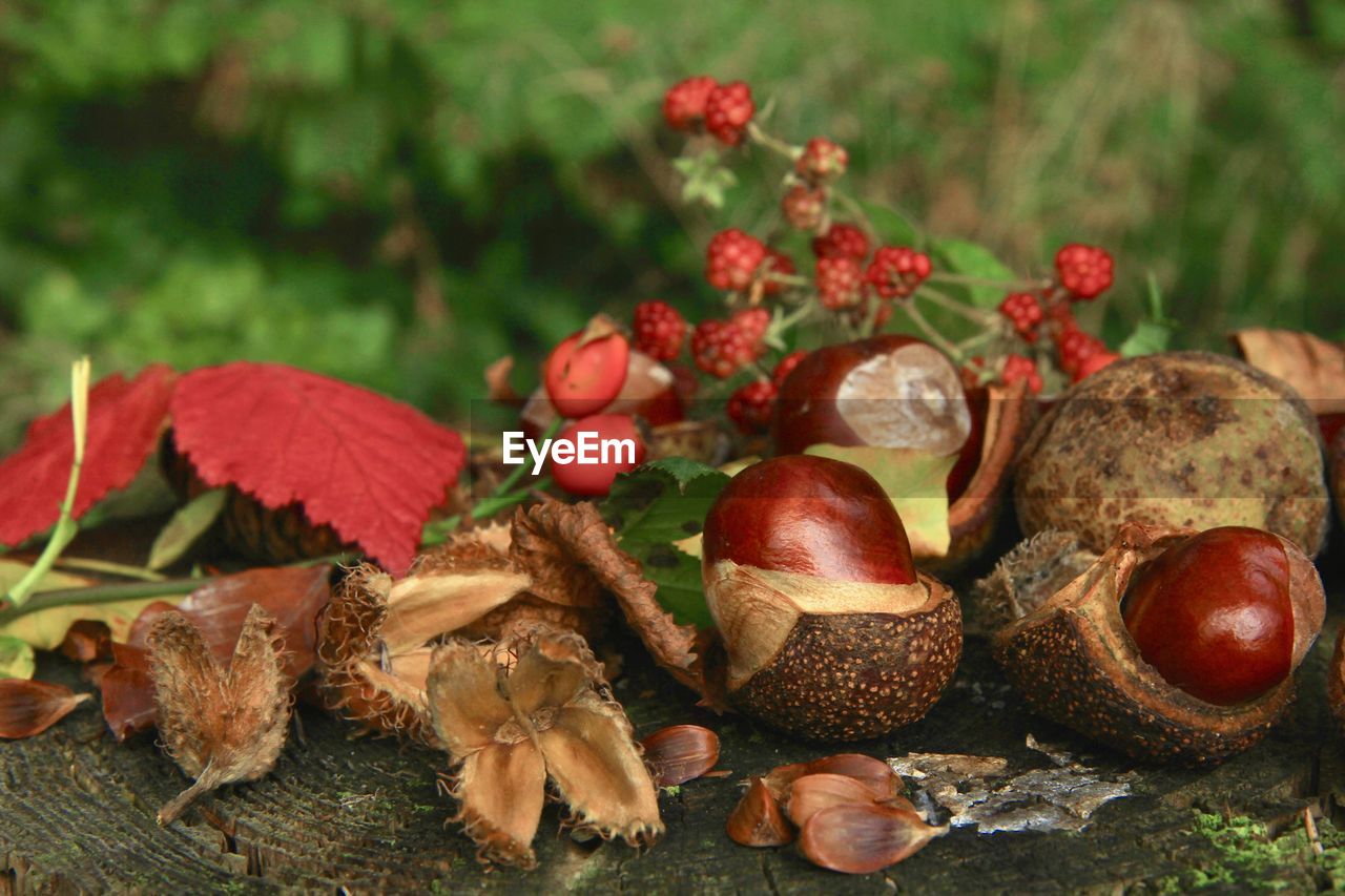 CLOSE-UP OF FRUIT GROWING ON FIELD