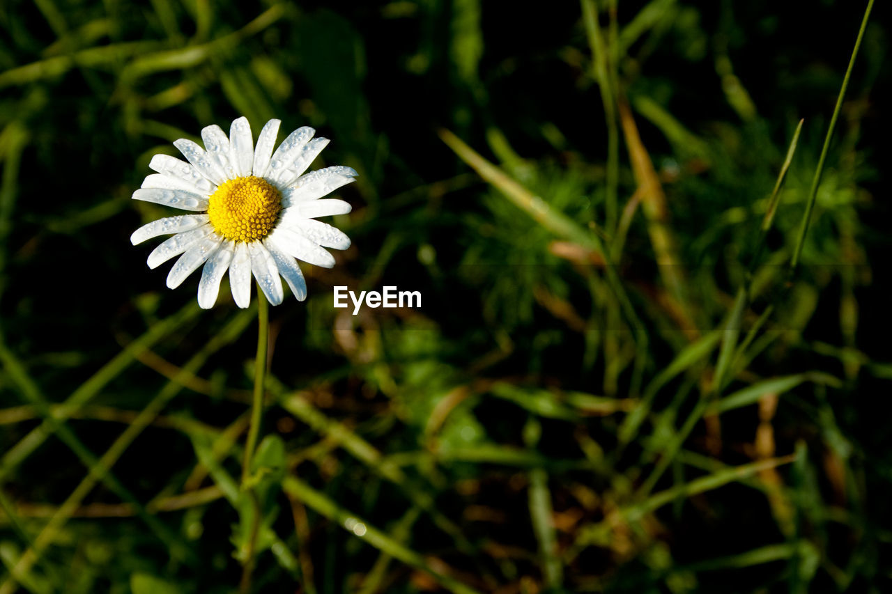 Close-up of white flower