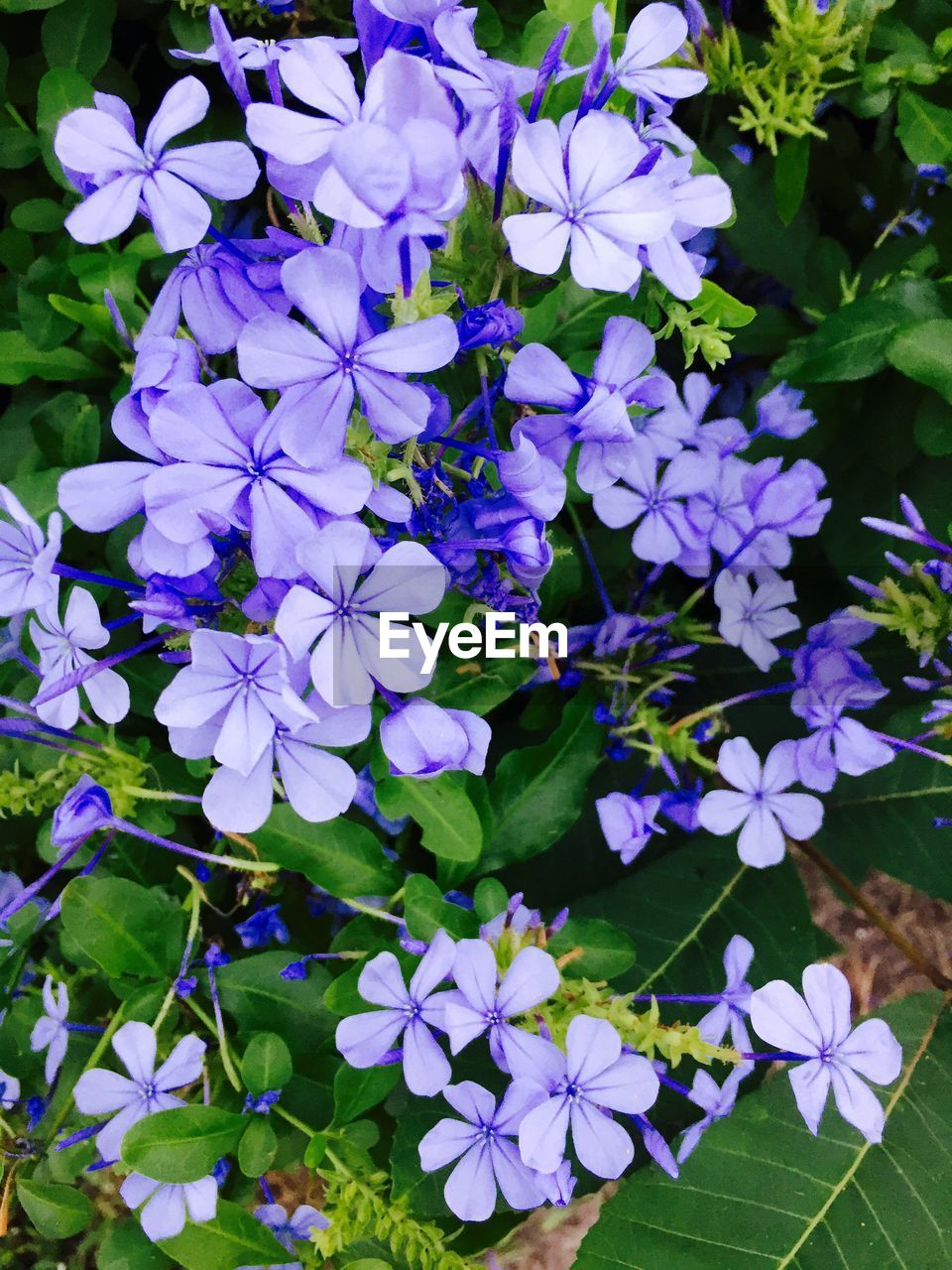 CLOSE-UP OF PURPLE FLOWERS BLOOMING