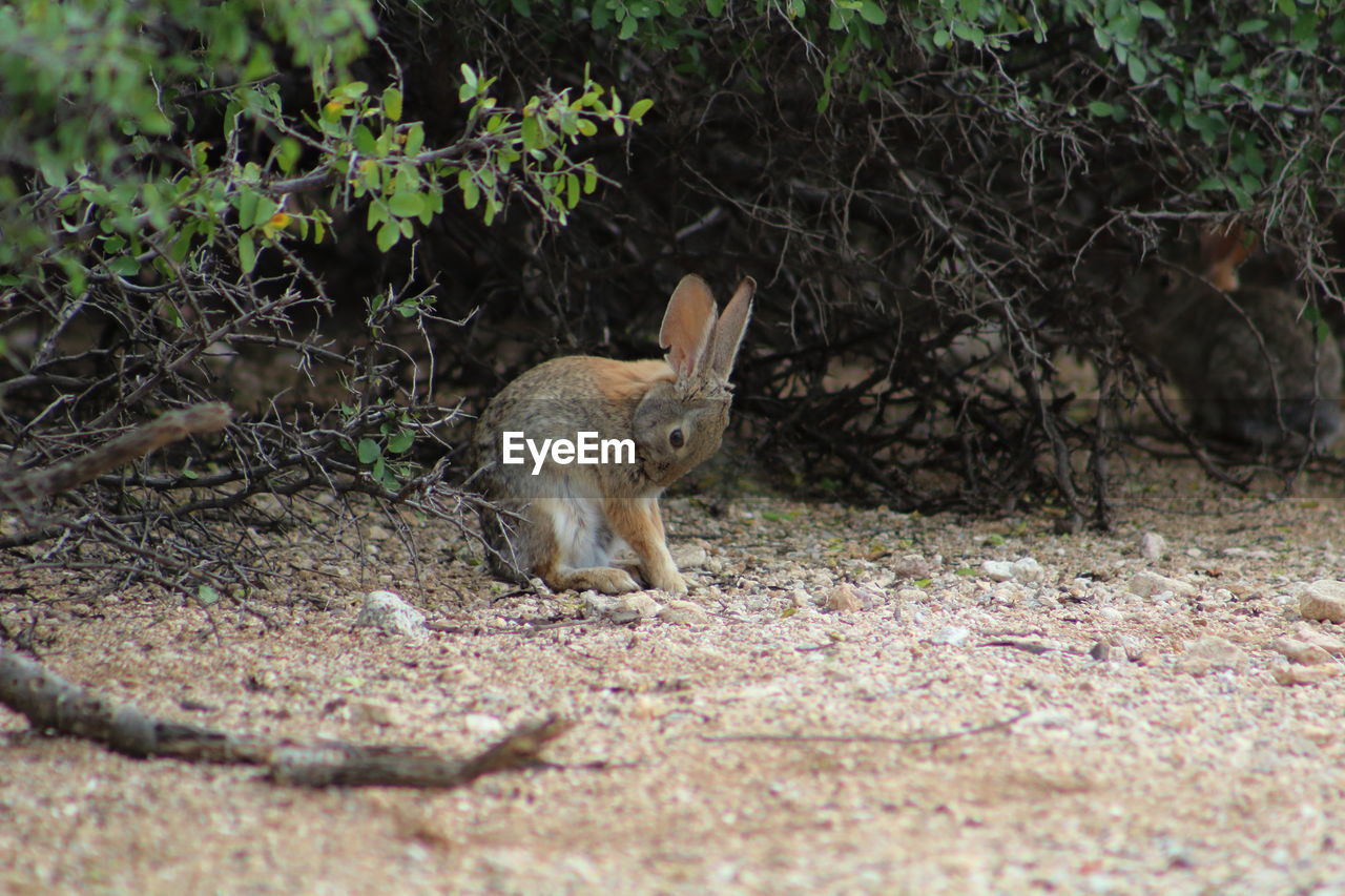 Rabbit on field against plants