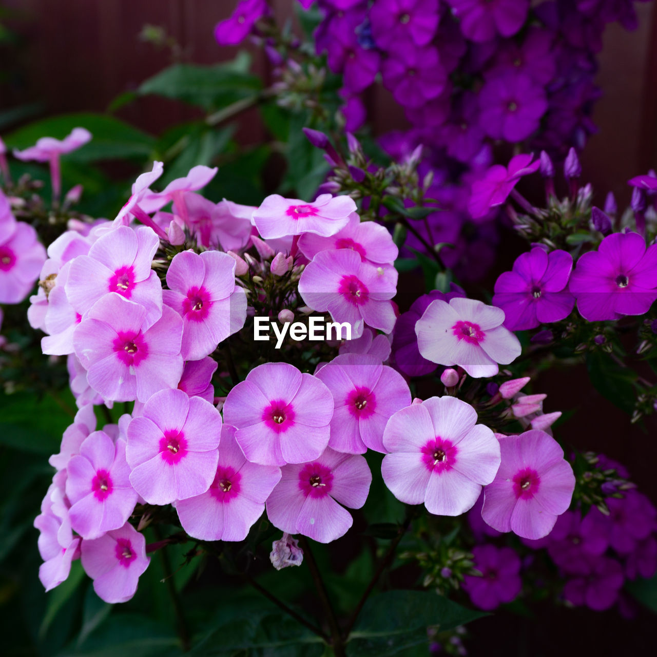 CLOSE-UP OF PINK FLOWERS