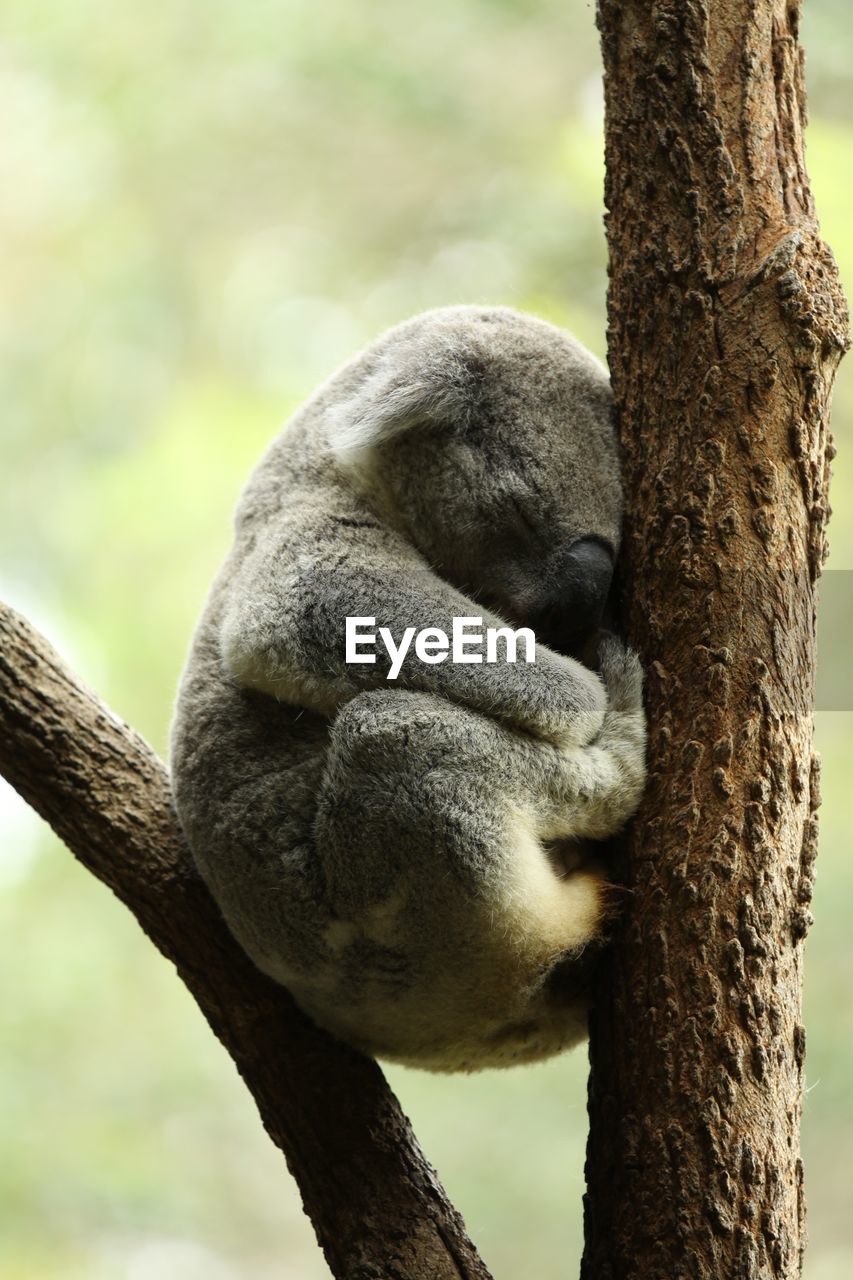Koala sleeping on branch