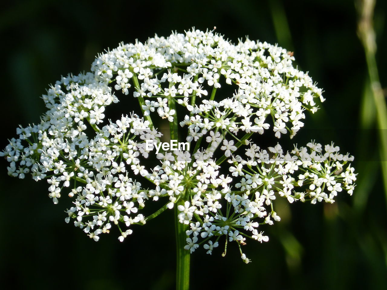 Close-up of white flowering plant in park