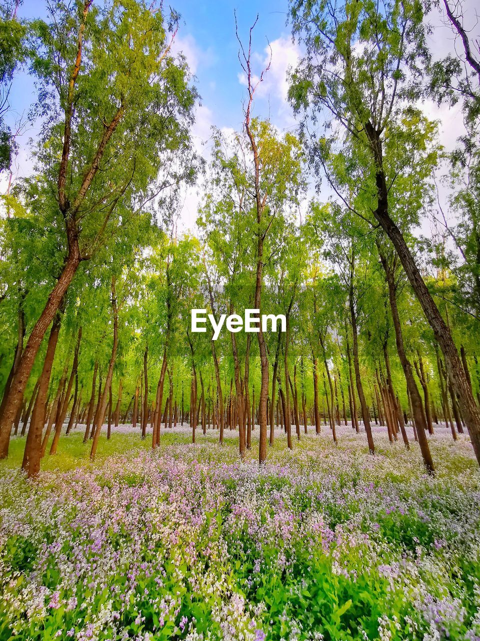 SCENIC VIEW OF FLOWERING TREES AND PLANTS IN FOREST