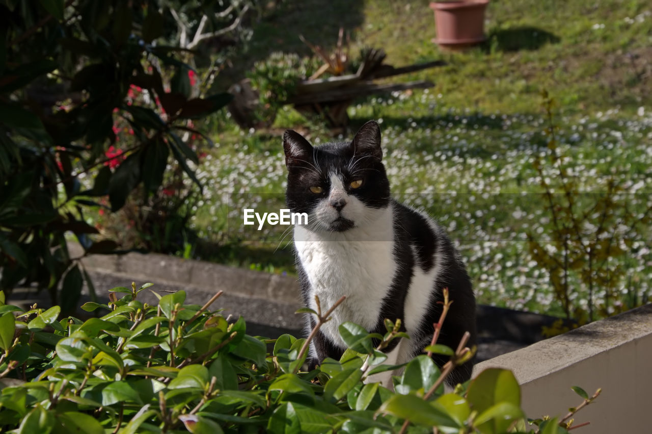 PORTRAIT OF A CAT ON PLANTS