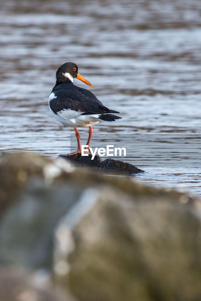 SIDE VIEW OF BIRD PERCHING ON A ROCK