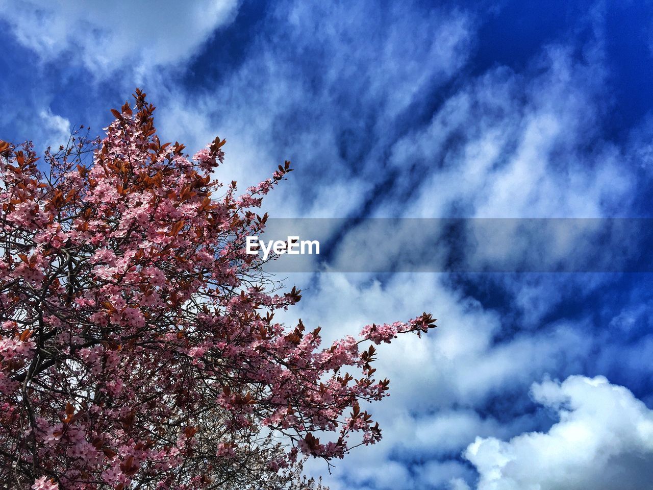 Low angle view of cheery tree against sky