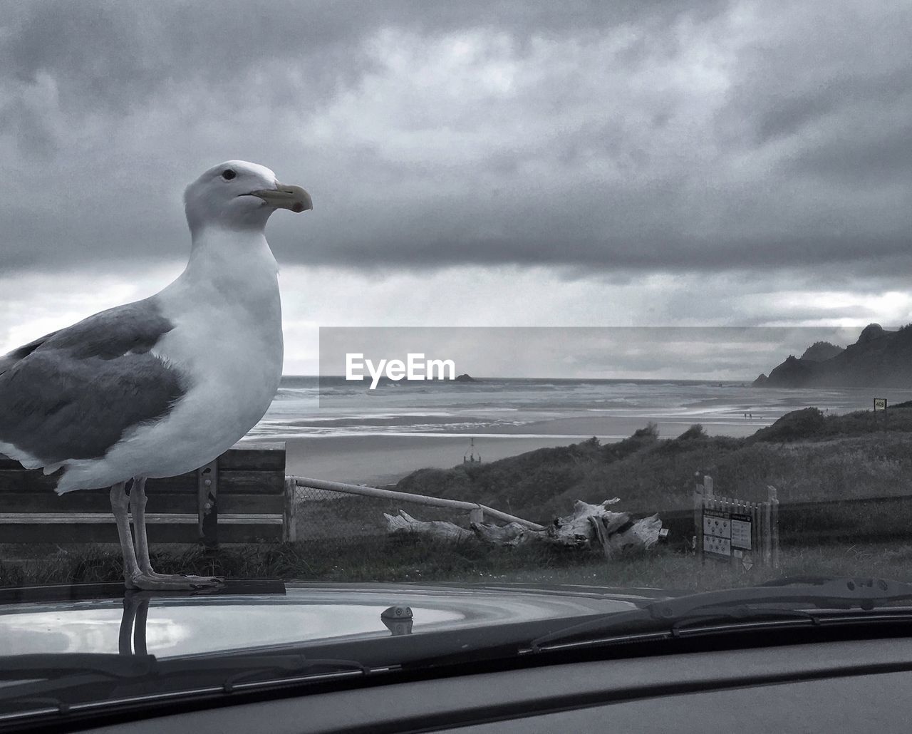 CLOSE-UP OF SEAGULL PERCHING ON CAR