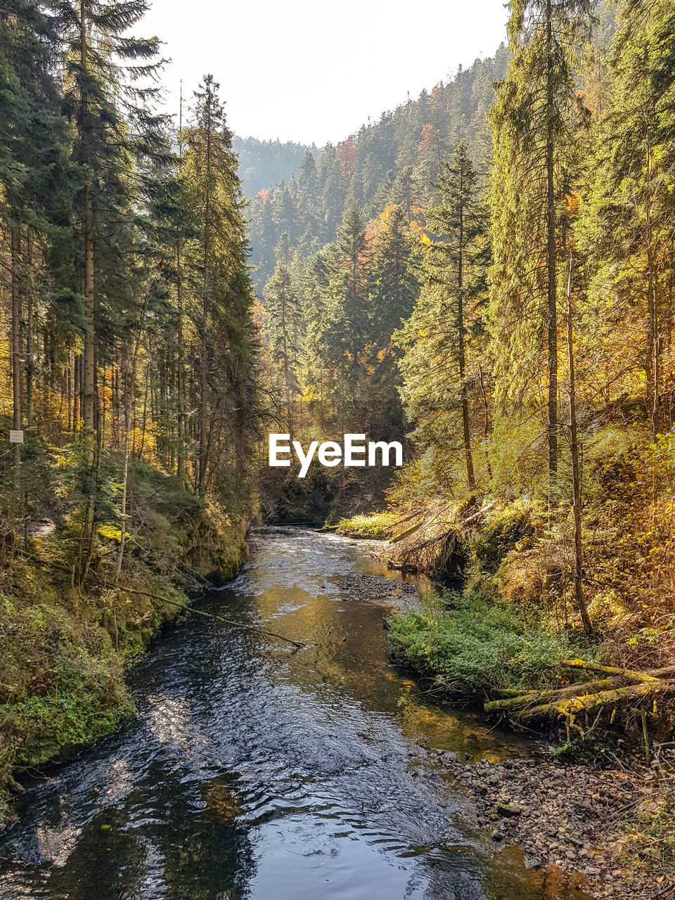 Stream flowing amidst trees in forest