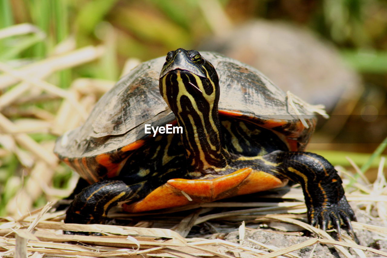 Close-up of a turtle