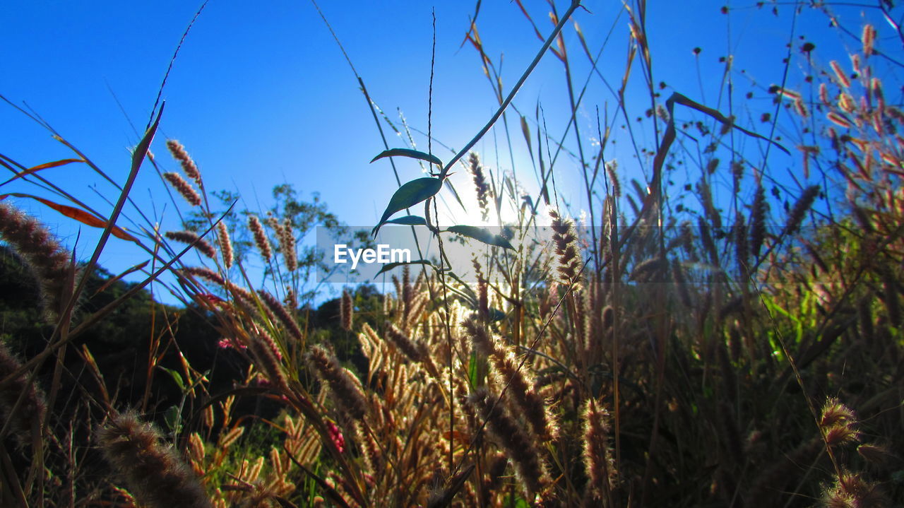 Close-up of plants growing on field