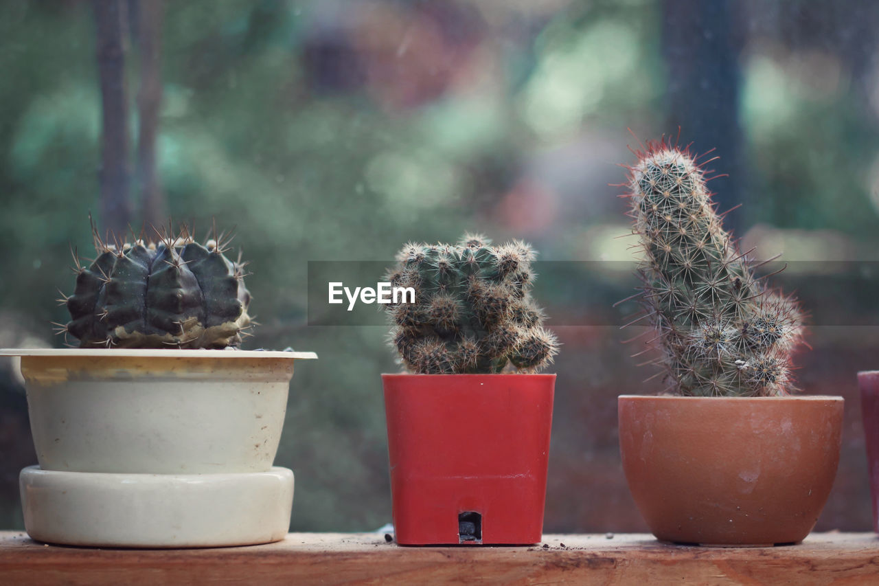 Close-up of cactus in pot