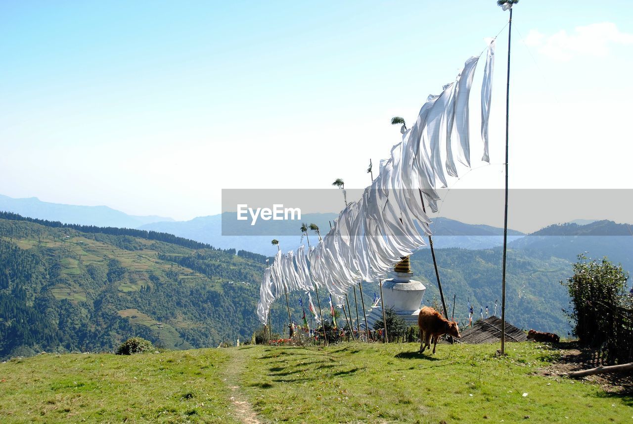 Clothes drying on landscape