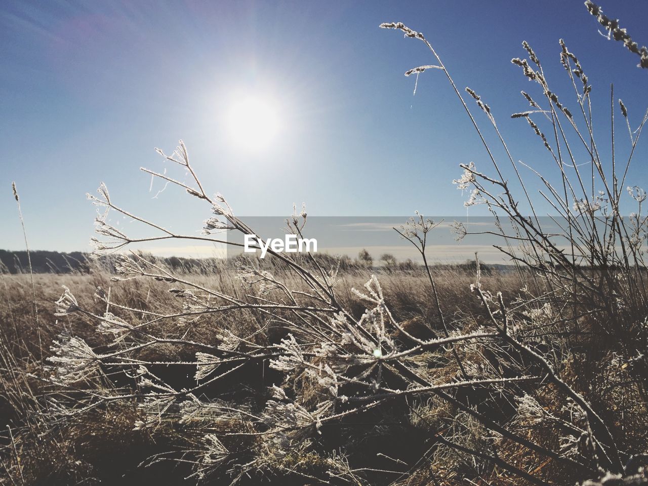 Frozen plants on field against sky during sunny day