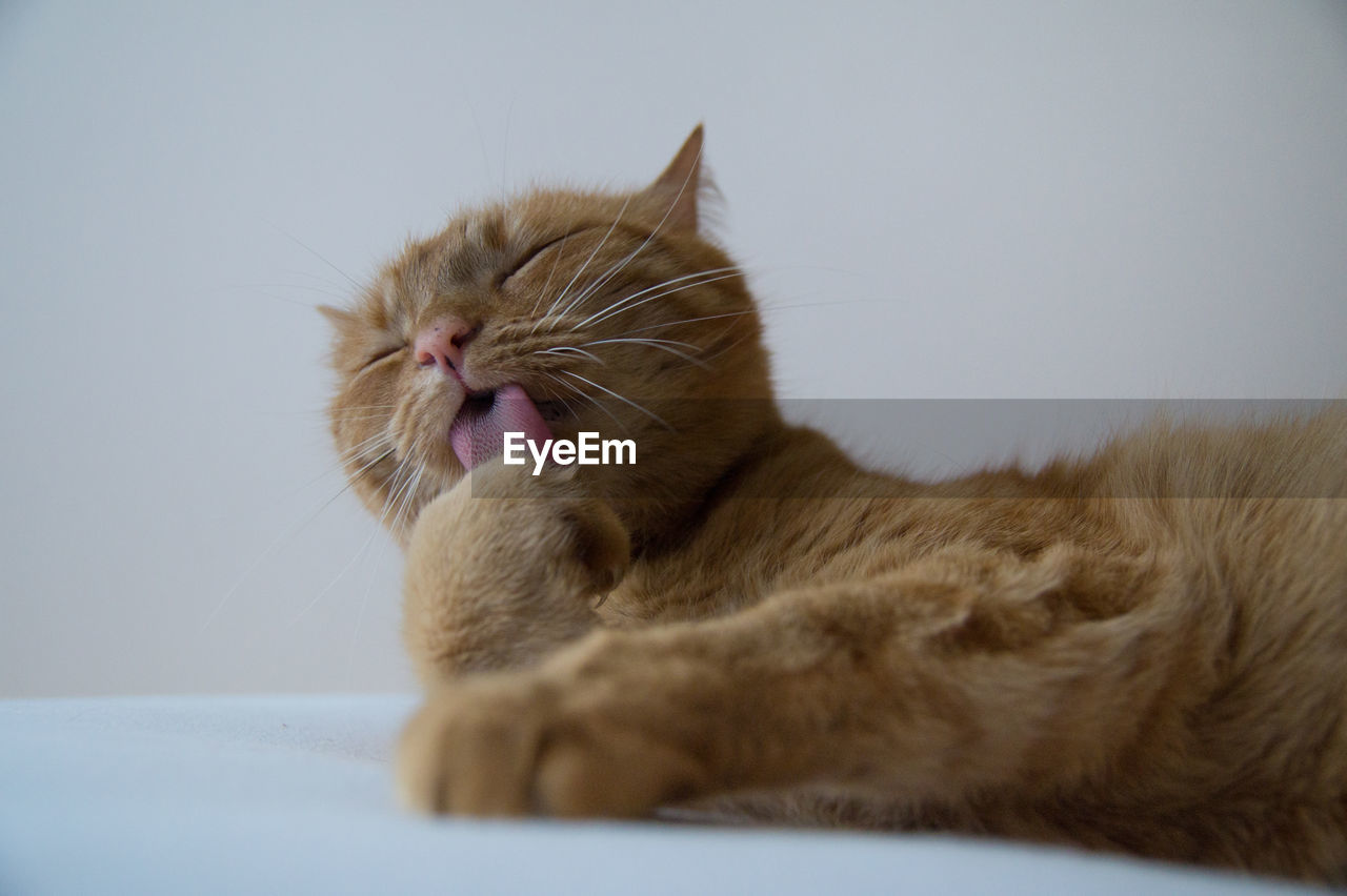 CLOSE-UP OF CAT YAWNING ON FLOOR