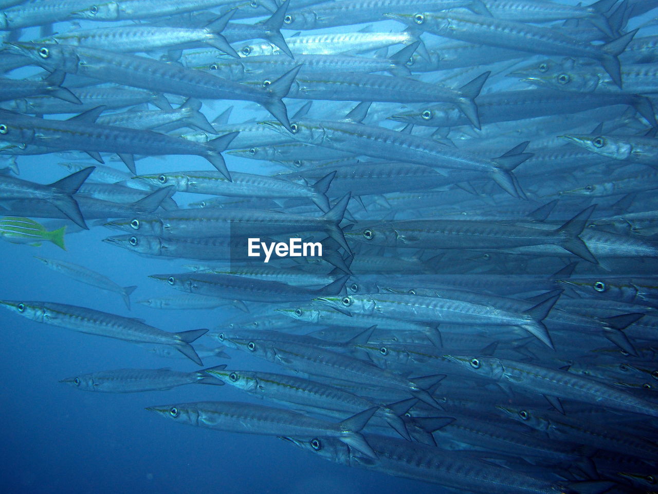 Close-up of fish school swimming in water