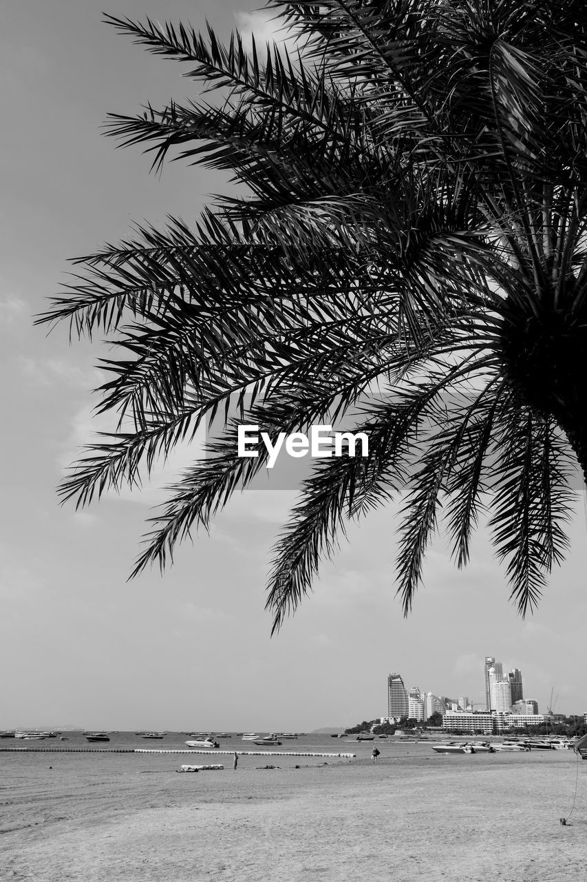 Palm tree by sea against sky