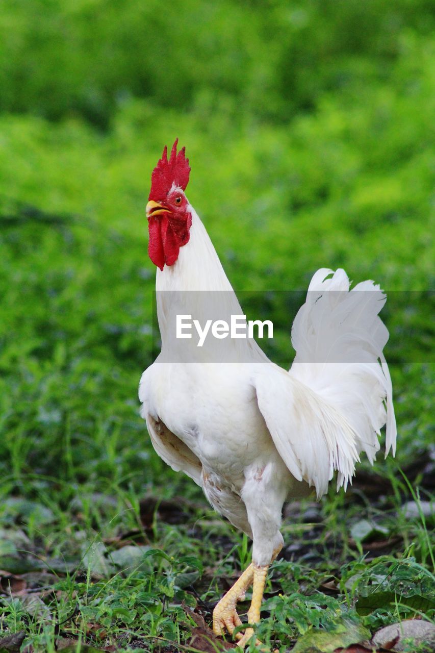 CLOSE-UP OF ROOSTER ON FIELD AGAINST RED BACKGROUND