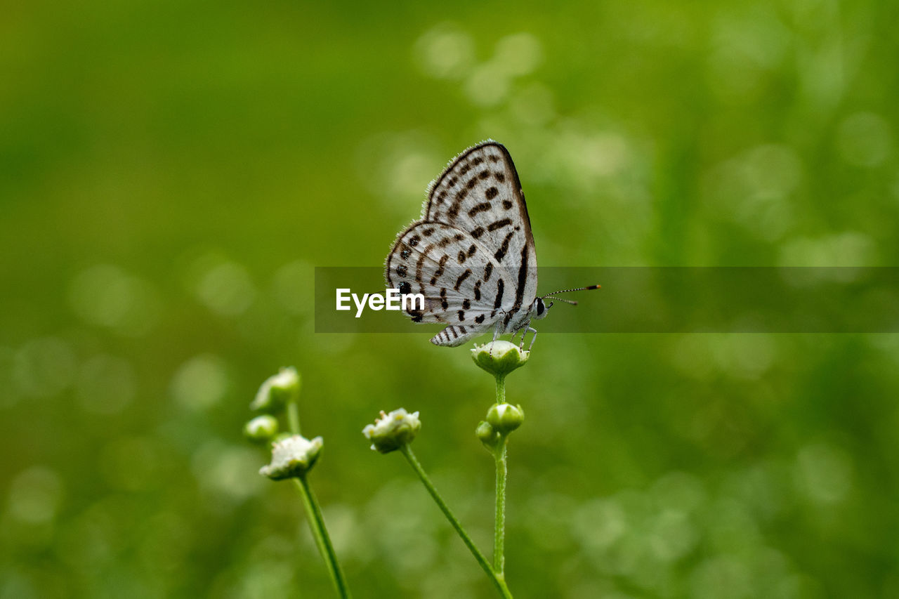 Close-up of butterfly pollinating on flower