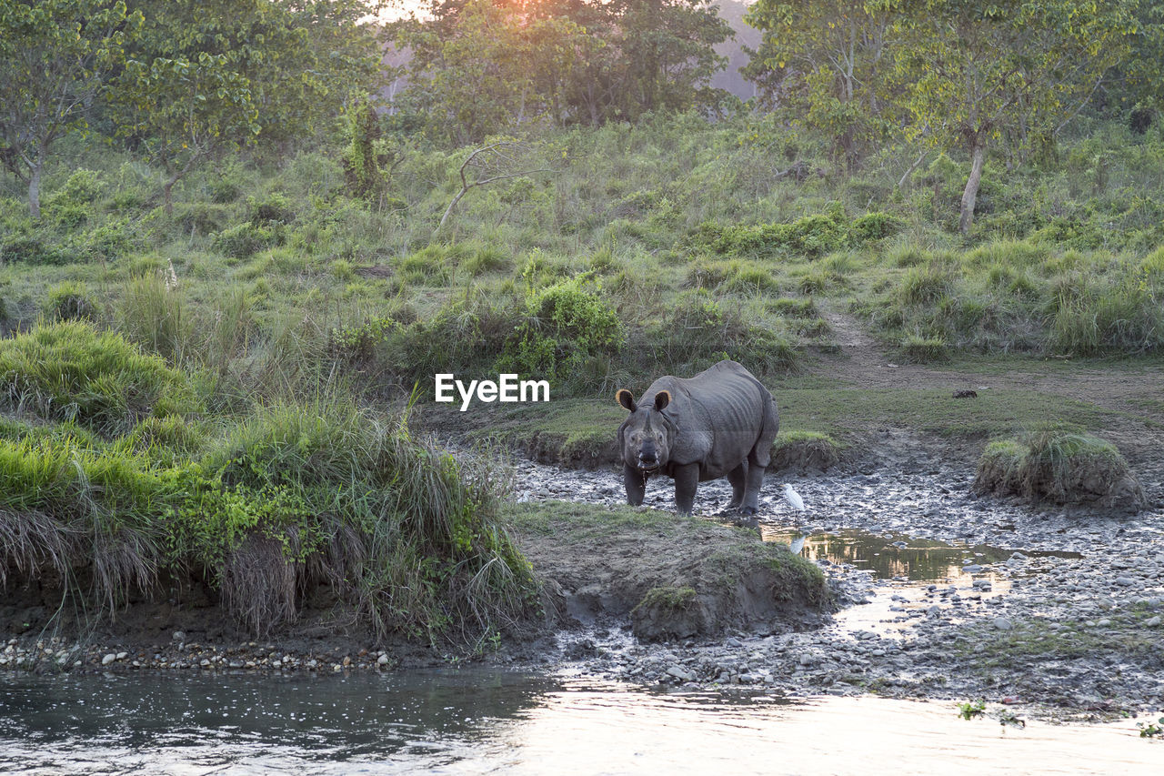 Backlit staring female one-horned rhinoceros with grass in mouth near chitwan national park river