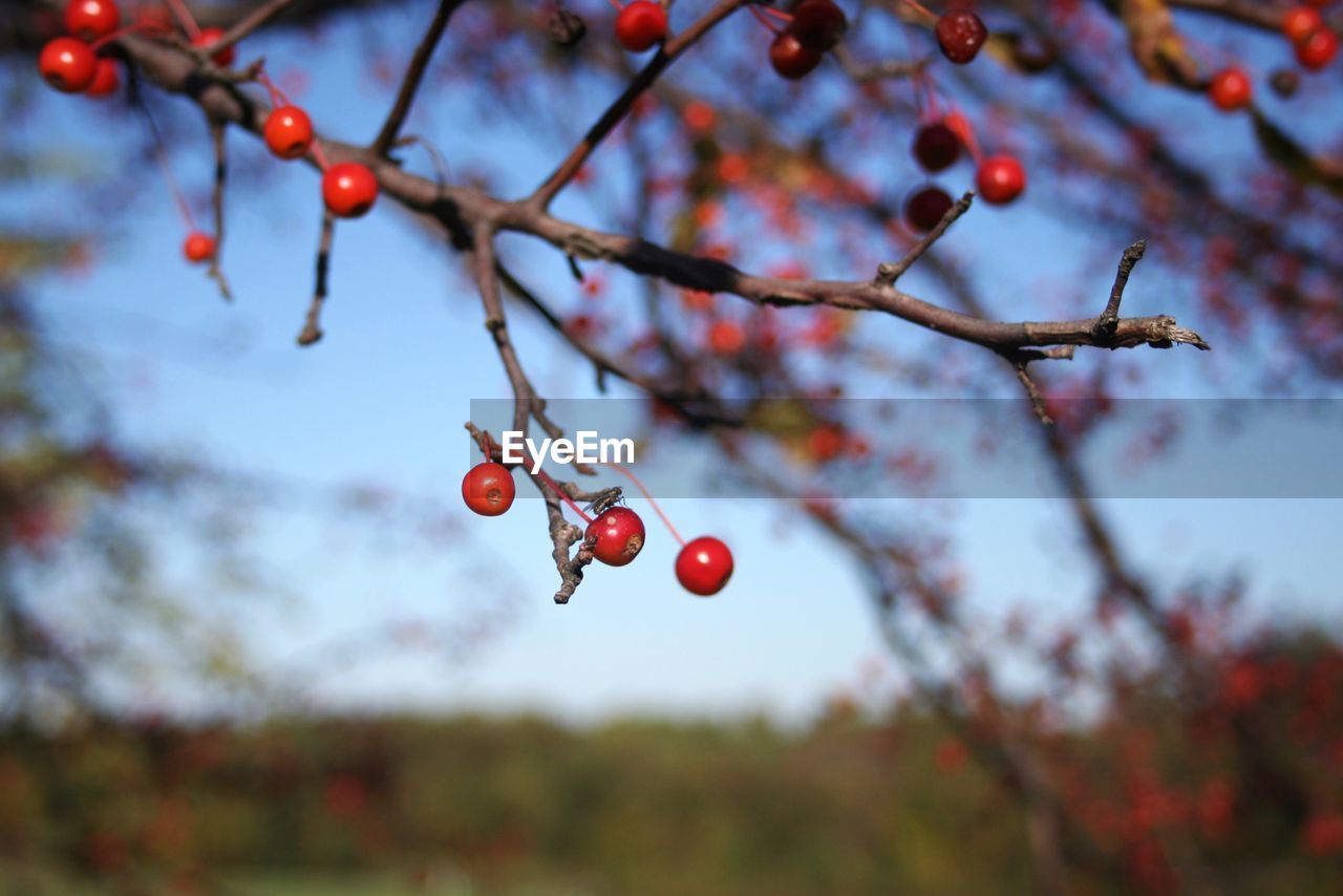 LOW ANGLE VIEW OF BERRIES GROWING ON TREE
