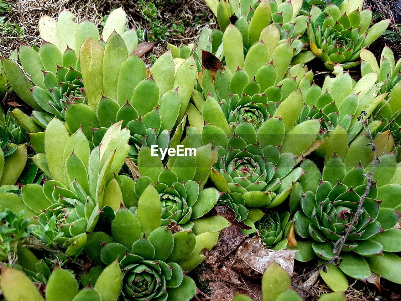 HIGH ANGLE VIEW OF CACTUS GROWING ON FIELD