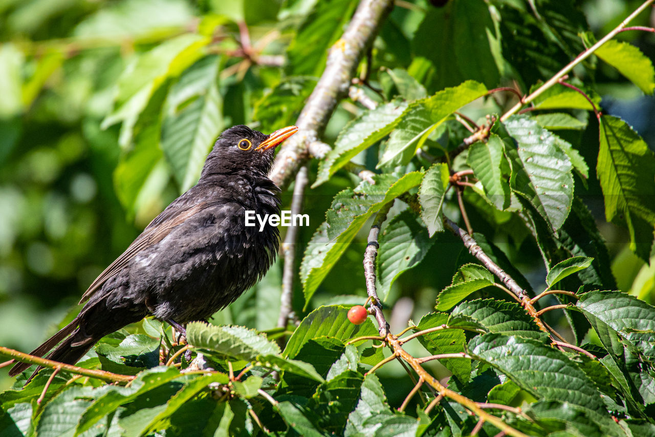 Blackbird presents on a branch