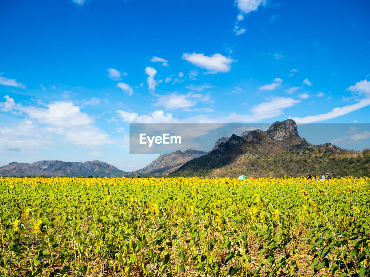 VIEW OF OILSEED RAPE FIELD AGAINST BLUE SKY