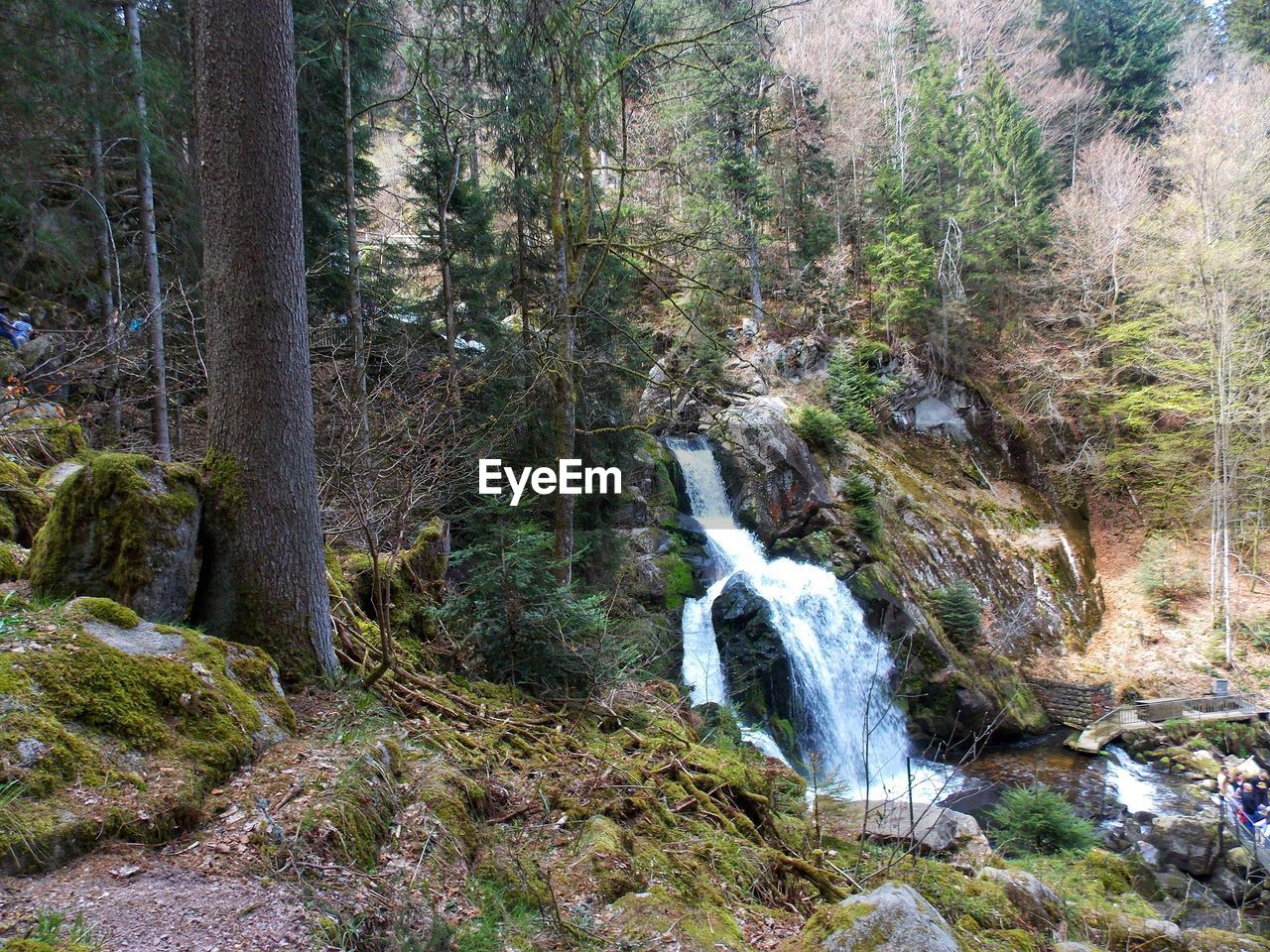 STREAM FLOWING IN FOREST