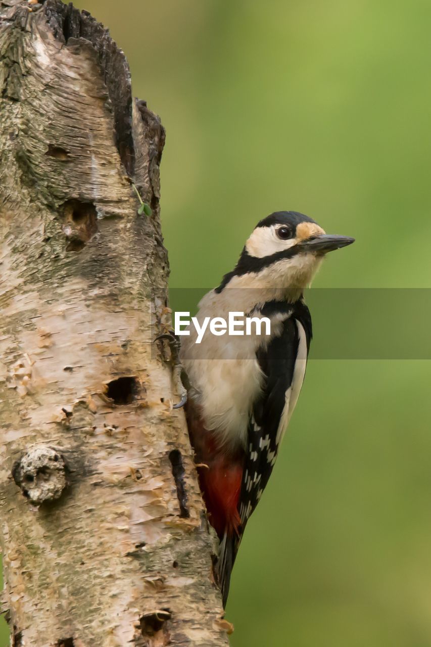 Close-up of bird perching on tree trunk