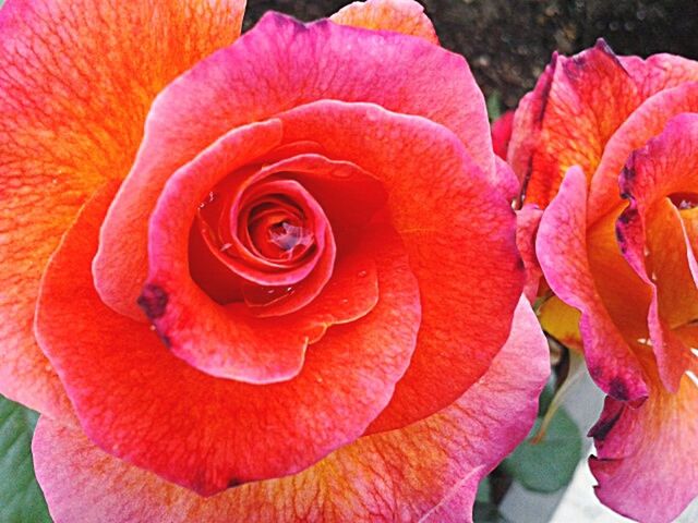 CLOSE-UP OF ROSE