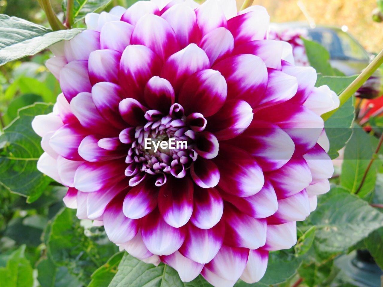 CLOSE-UP OF DAHLIA FLOWERS