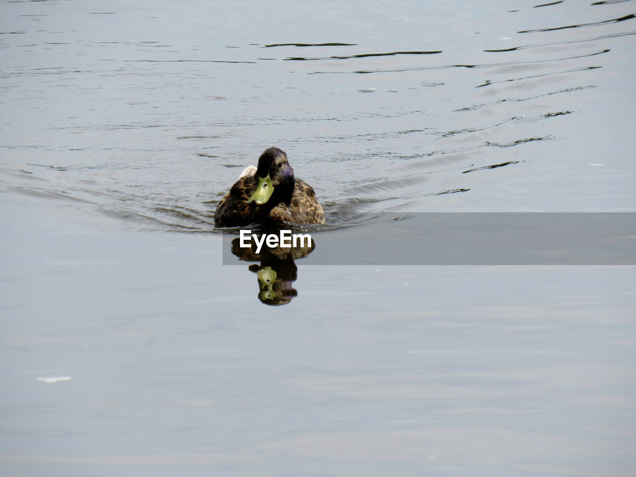 HIGH ANGLE VIEW OF A BIRD SWIMMING IN LAKE