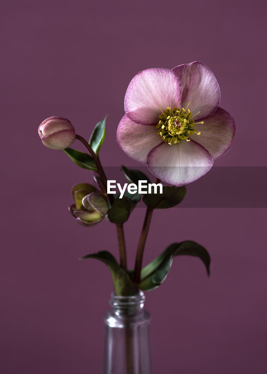 CLOSE-UP OF PINK FLOWERING PLANT IN VASE AGAINST BACKGROUND