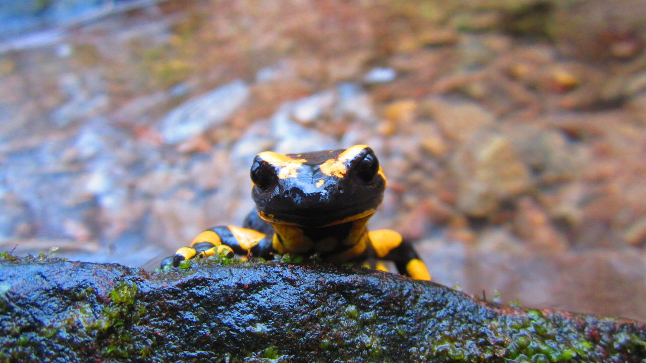 Close-up of salamander on wet rock