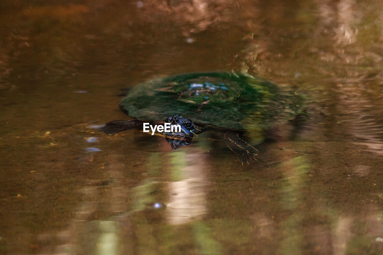 Eastern chicken turtle deirochelys reticularia swims in a shallow pond in naples, florida