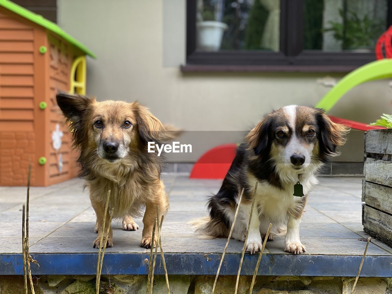 Portrait of dog standing outdoors