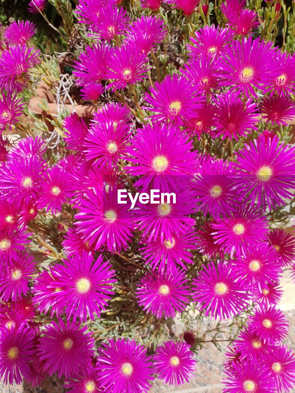 HIGH ANGLE VIEW OF PURPLE FLOWERING PLANTS