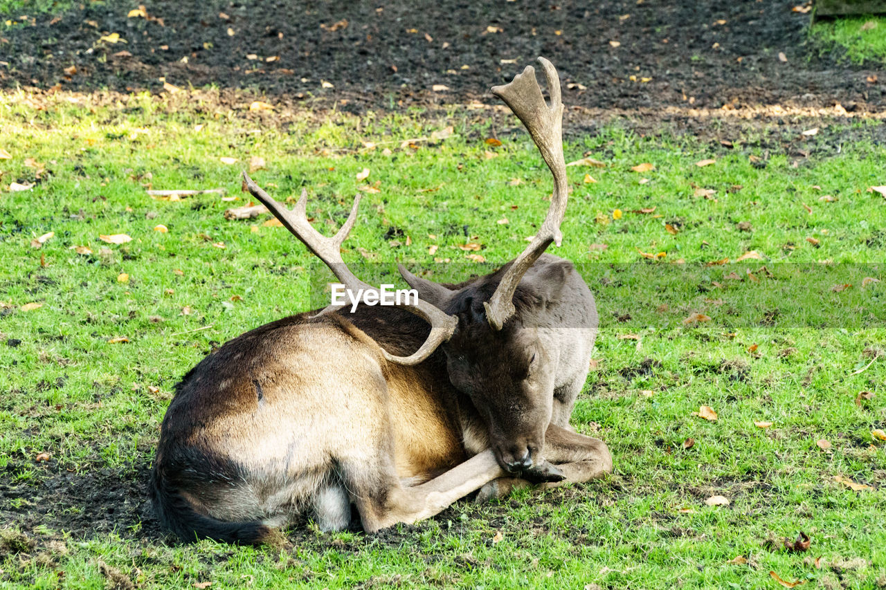 Fallow deer resting on field