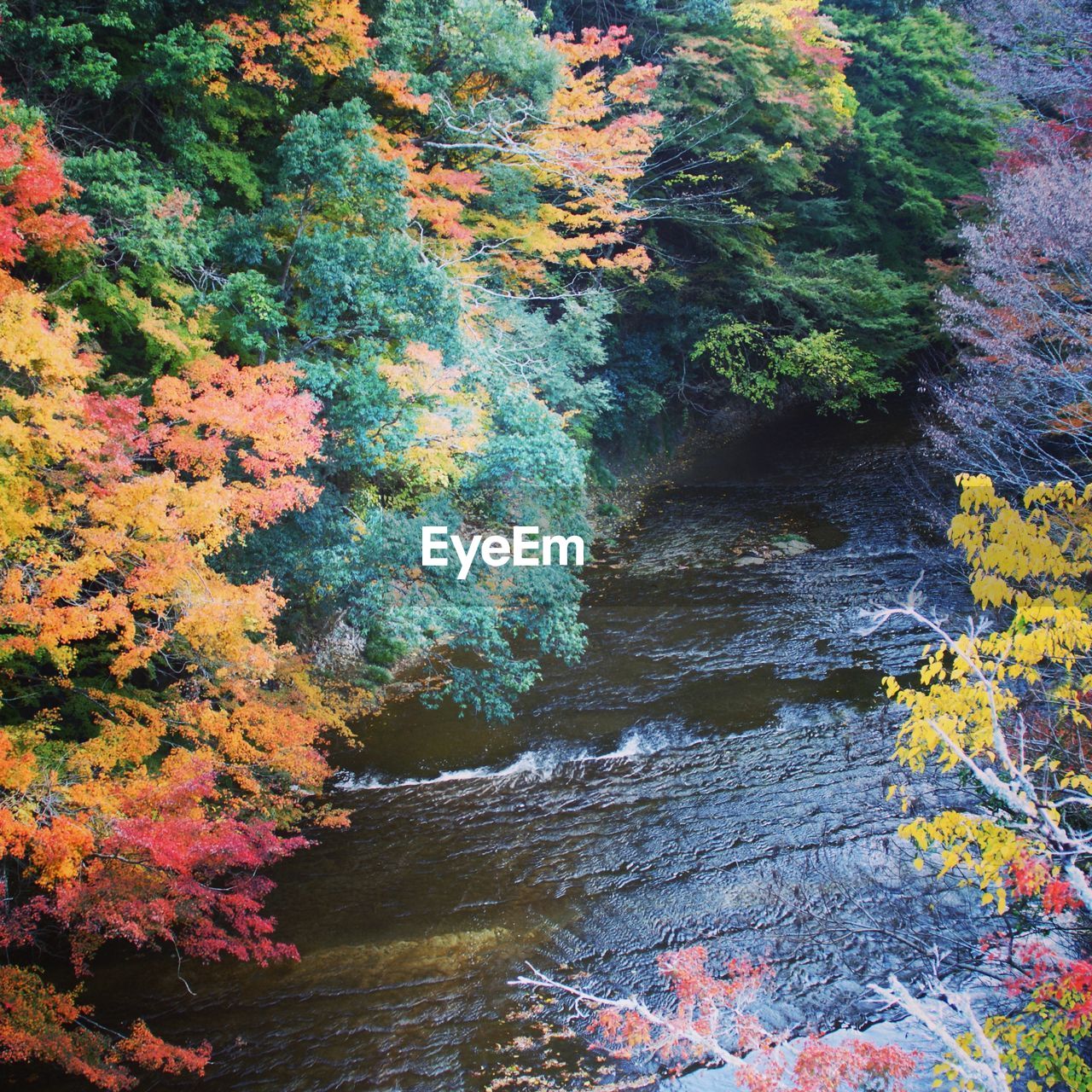 HIGH ANGLE VIEW OF AUTUMN TREES BY RIVER IN FOREST