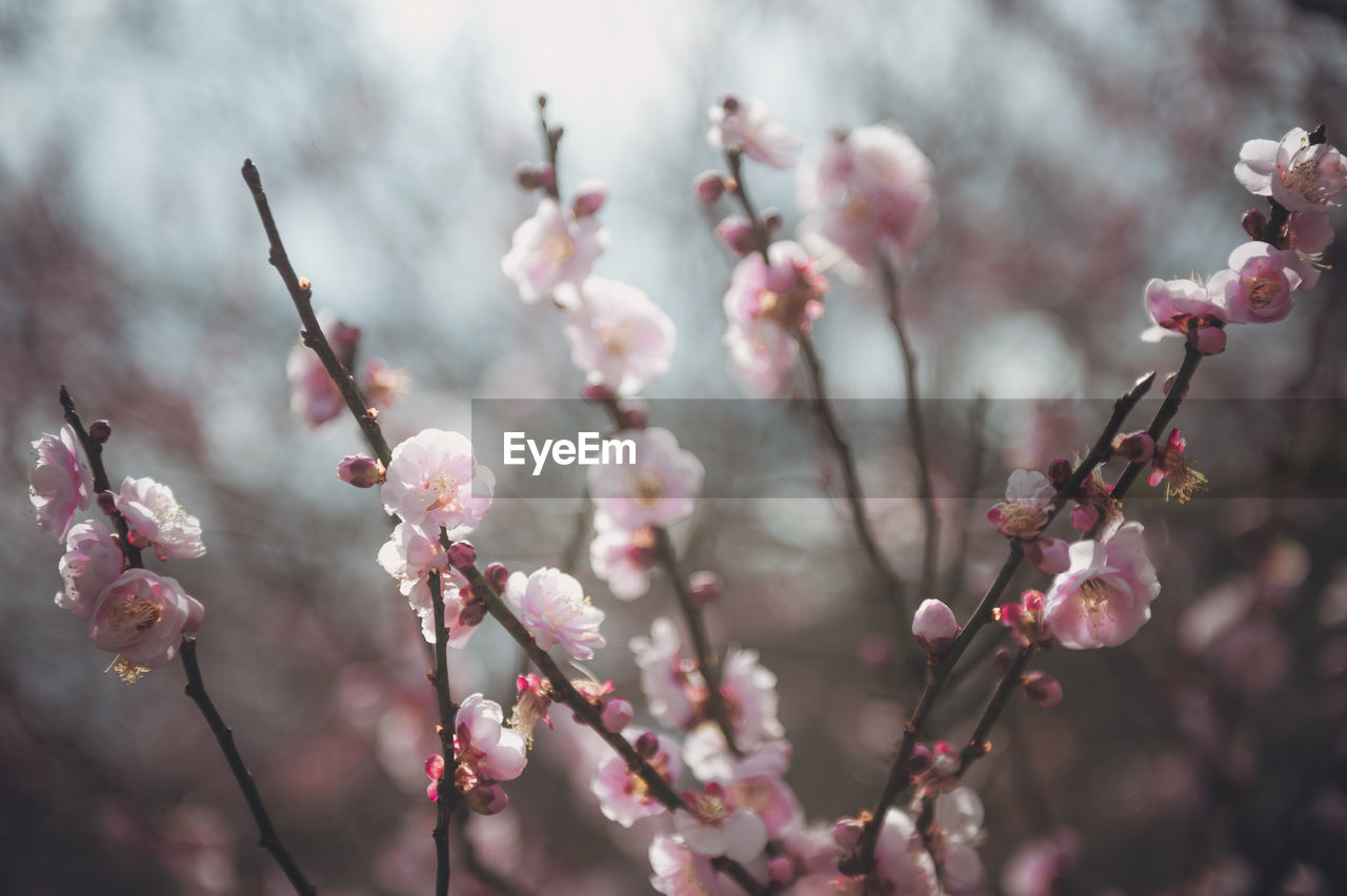 Close-up of cherry blossoms in spring